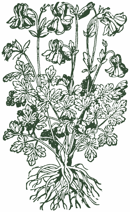 Historical botanical drawing: Columbine