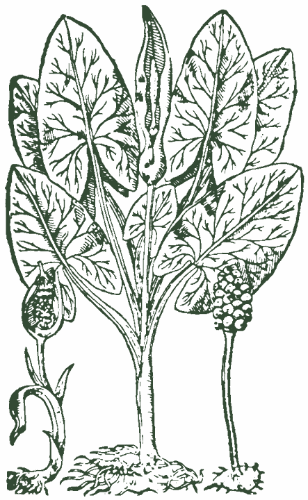Historical botanical drawing: Cuckoo