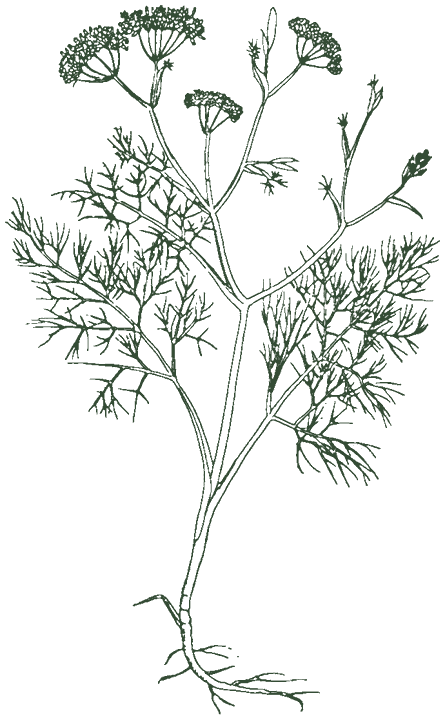 Historische Pflanzenzeichnung: Dill