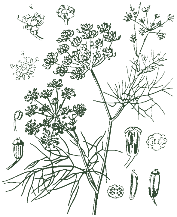 Historische Pflanzenzeichnung: Fenchel