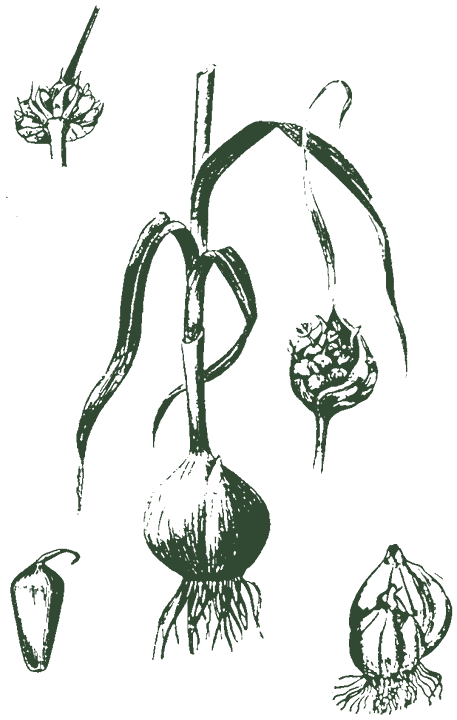 Historische Pflanzenzeichnung: Knoblauch