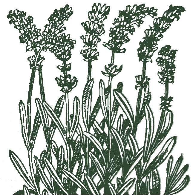 Historische Pflanzenzeichnung: Lavendel