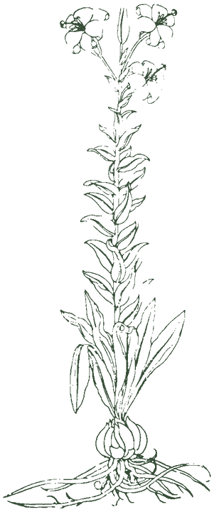 Historische Pflanzenzeichnung: Lilienblüten