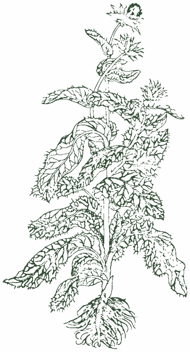 Historische Pflanzenzeichnung: Mariendistel