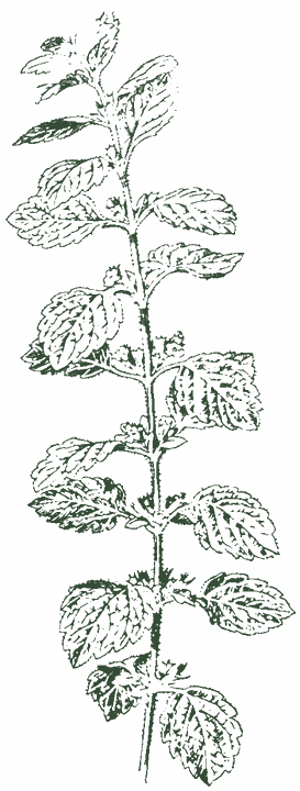 Historical botanical drawing: Lemon