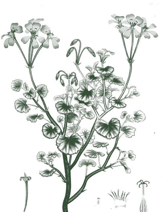 Historische Pflanzenzeichnung: Pelargonie
