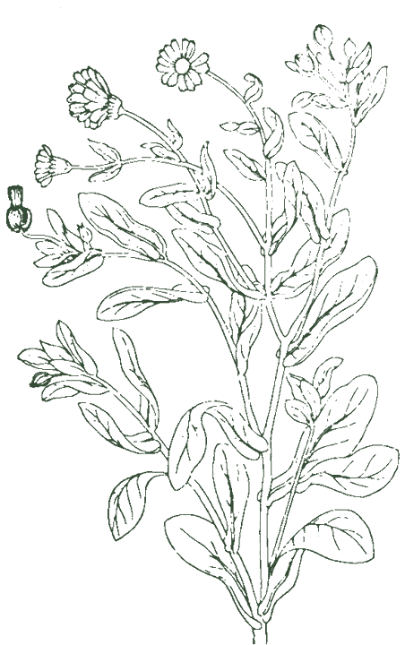 Historische Pflanzenzeichnung: Ringelblumen