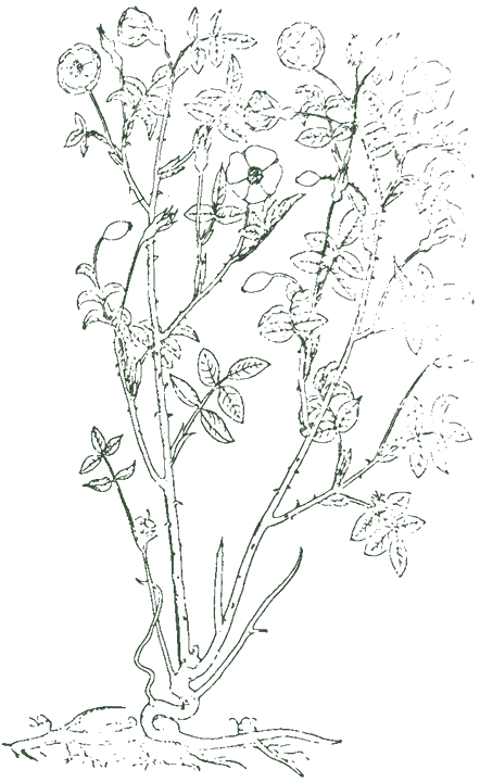 Historische Pflanzenzeichnung: Rose