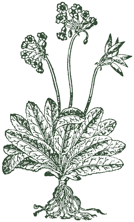 Historische Pflanzenzeichnung: Schlüsselblume