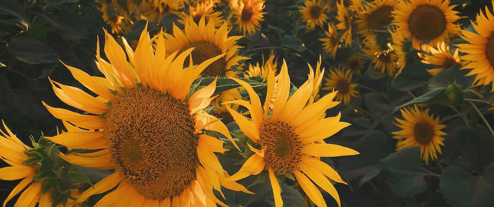 Sonnenblumen-Klößchen