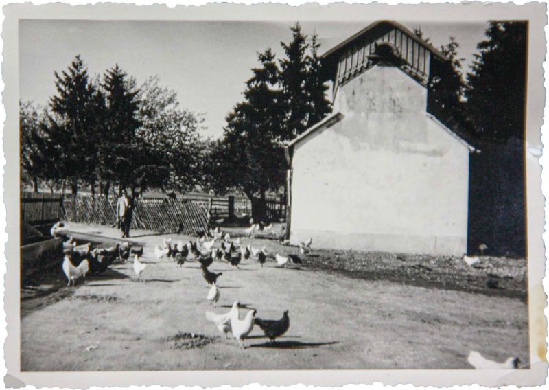 Historic photograph: hens in front of the mill gable